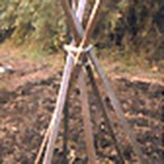 
Growing your beans on tipis will yield great results.
